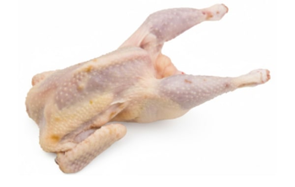 Gallina